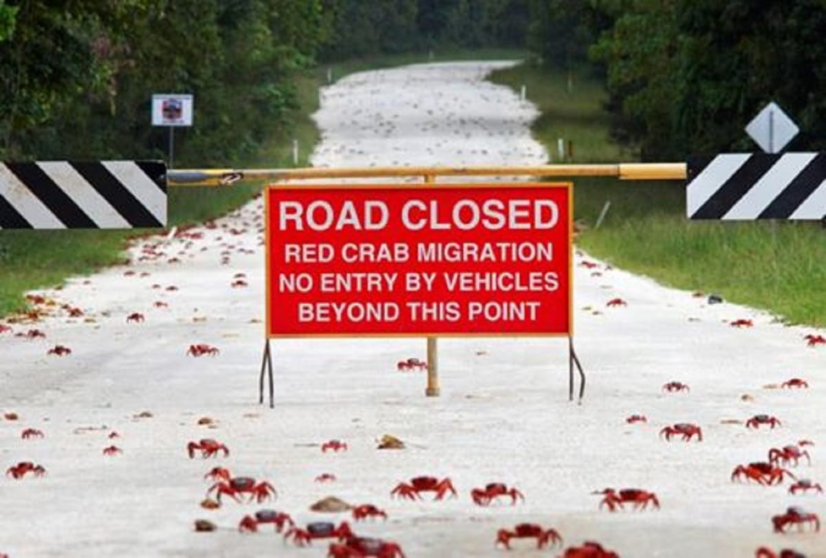 Christmas Island in Australia where millions of red crabs lives