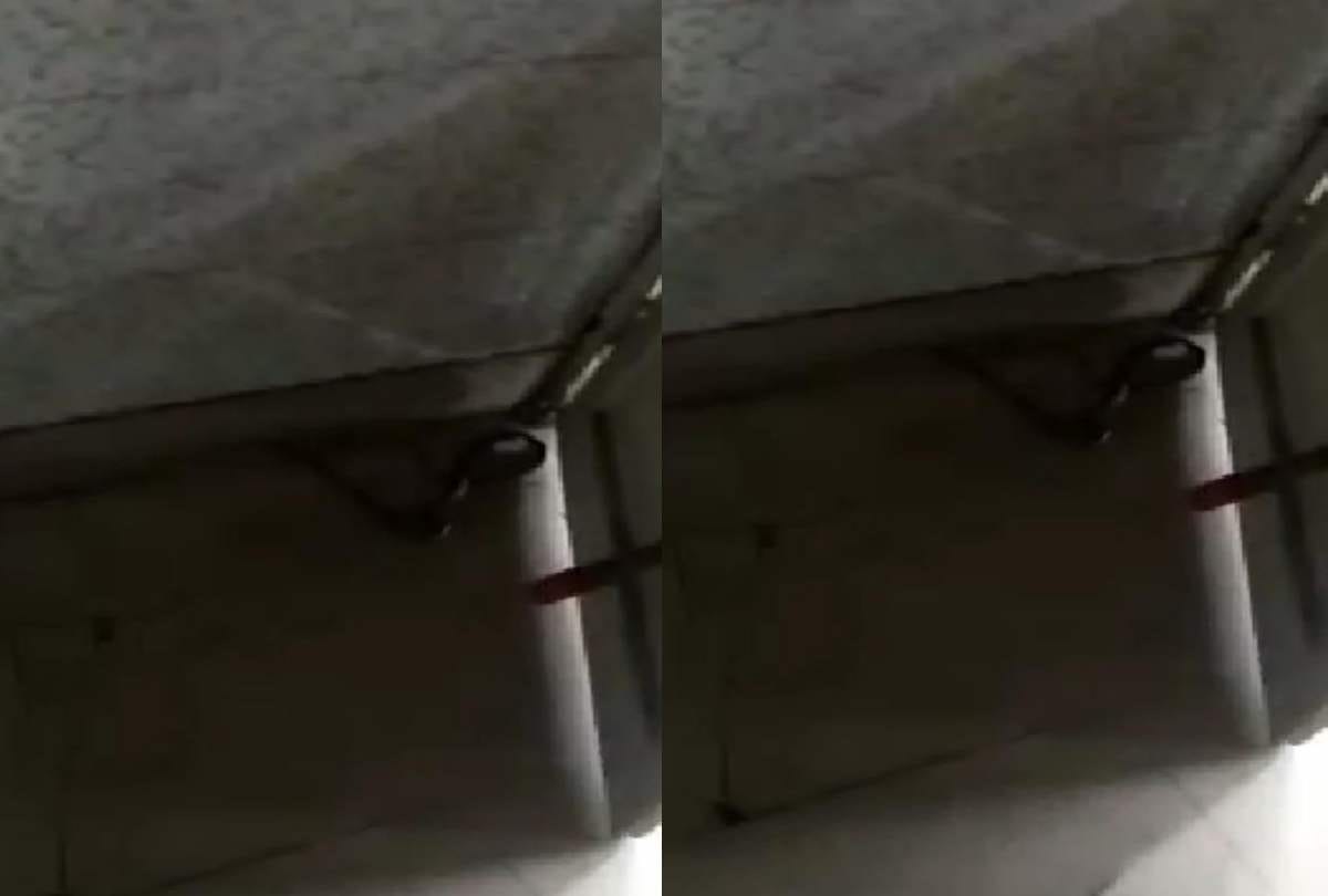 Cobra seen in Mayapuri bus depot, employee in awe