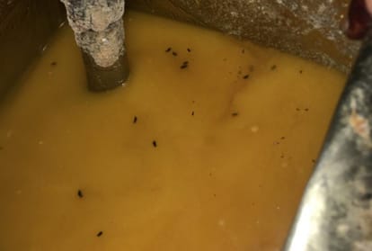 60 Percent kitchen of hotel and restaurent  are not fit for cooking food