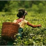 चाय बागान
