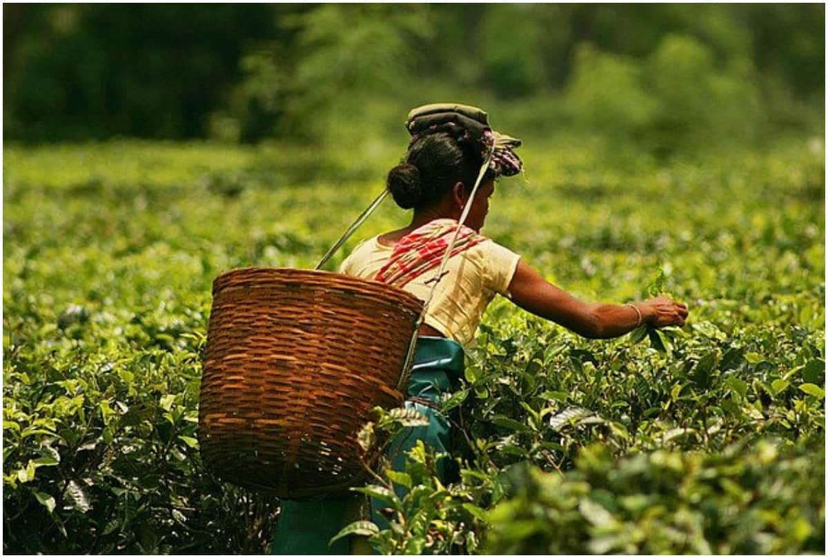 know about the tea gardens of  highest tea consuming country