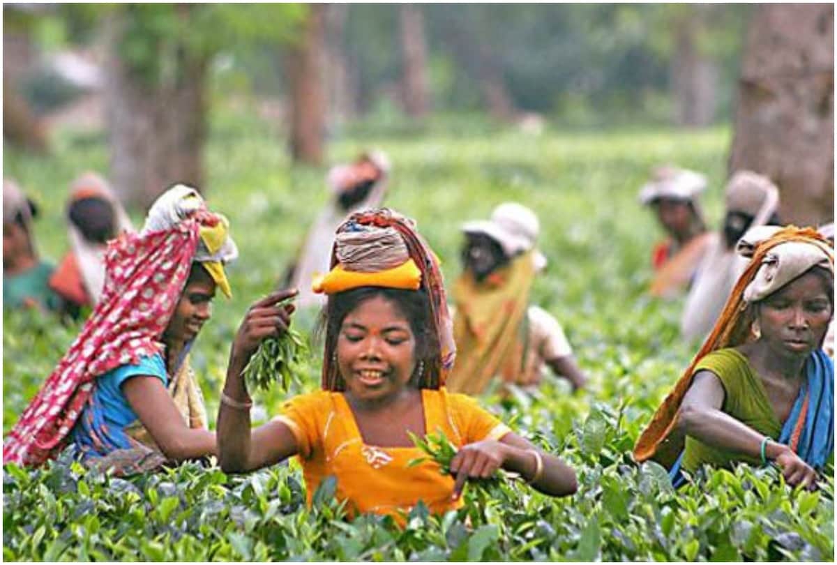 know about the tea gardens of  highest tea consuming country