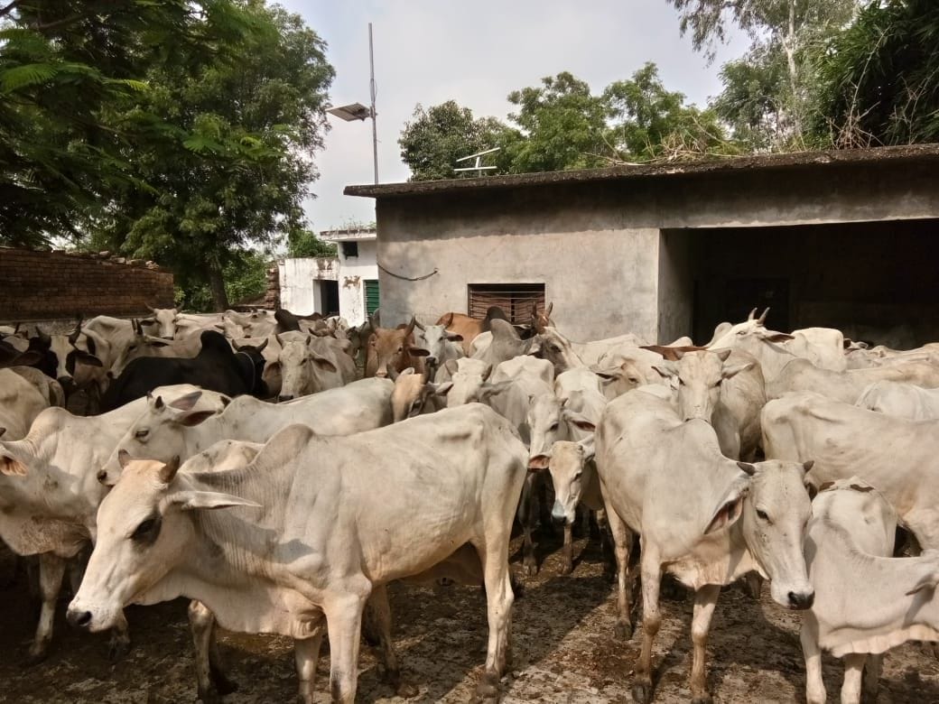 Anna cattle closed in school and panchayat building