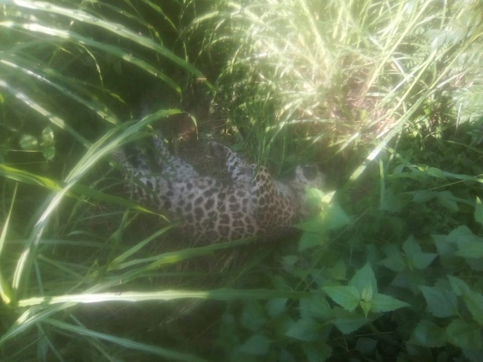 Leopard dead body found in kotdwar death in Mutual conflict