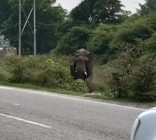 One and half tooth elephant terror, car broken on highway