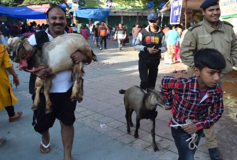 Shiv sena 12 workers Arrested for Animal sacrifice Information in Naina devi temple nainital