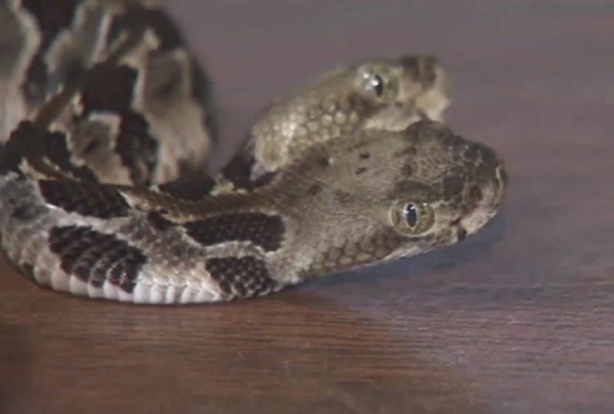 Two headed snake found in New Jersey named Double Dave