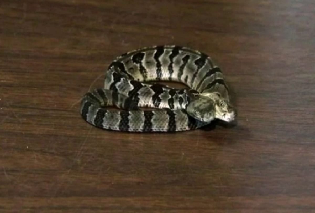 Two headed snake found in New Jersey named Double Dave