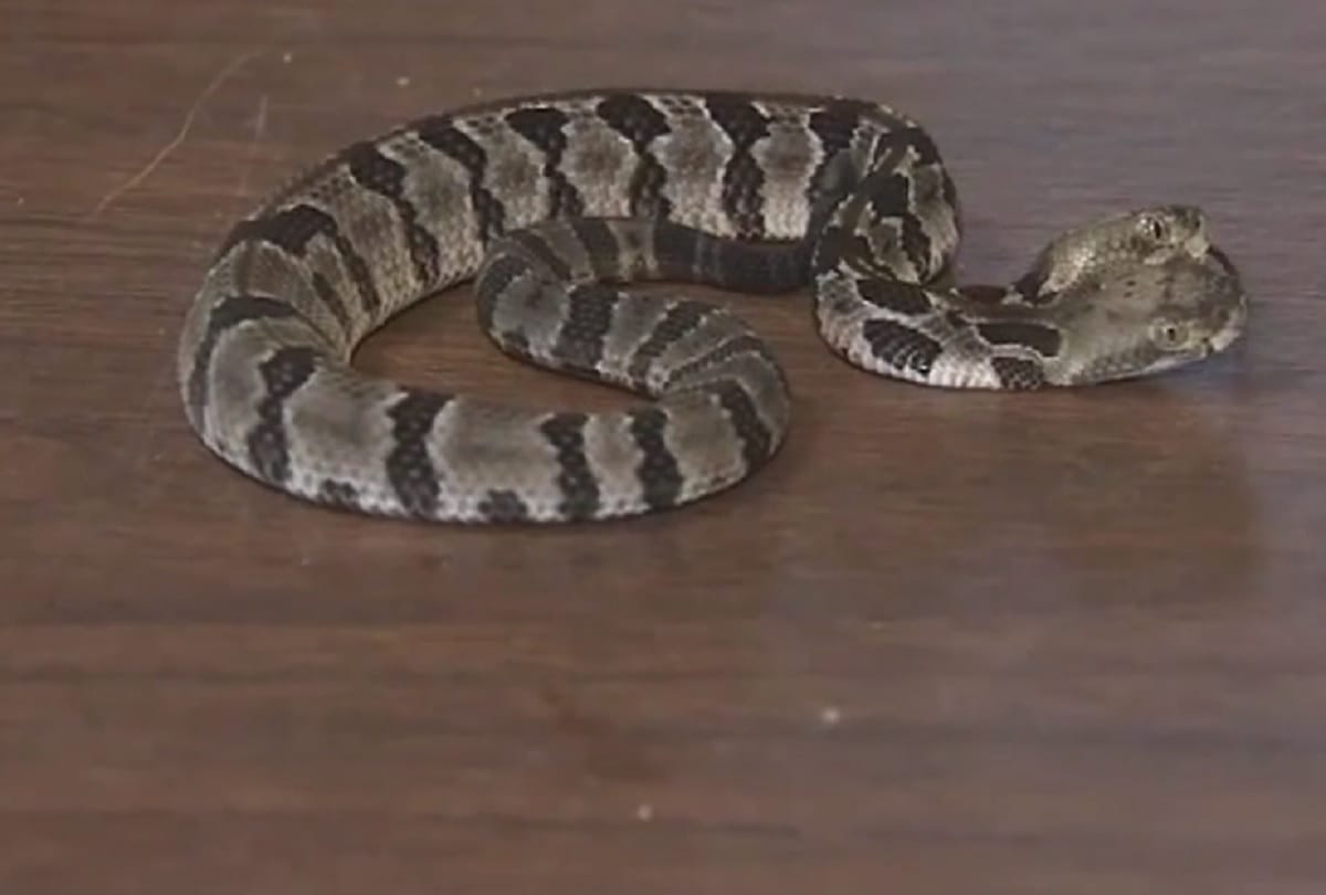 Two headed snake found in New Jersey named Double Dave