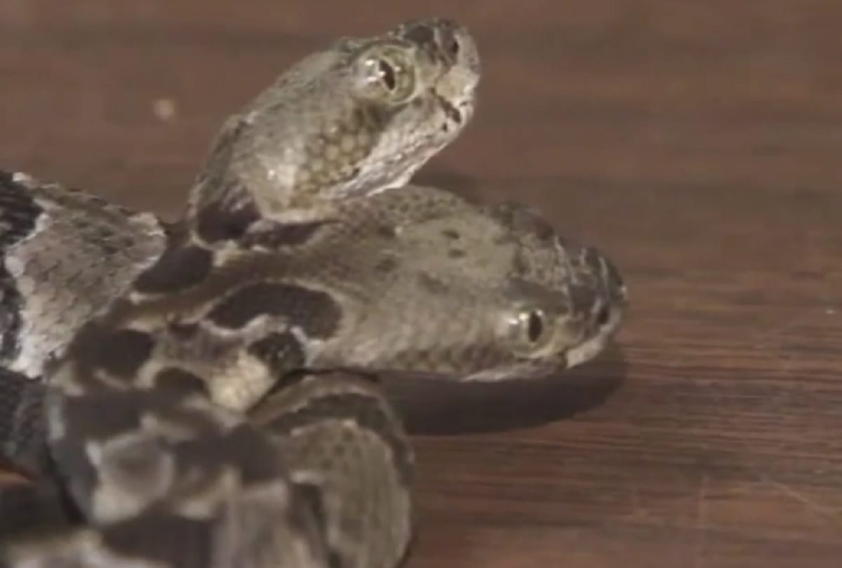 Two headed snake found in New Jersey named Double Dave