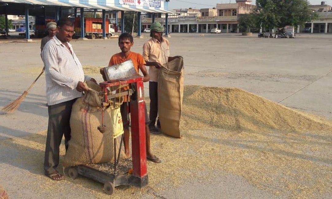 Buying the paddy in the Anaj mandi