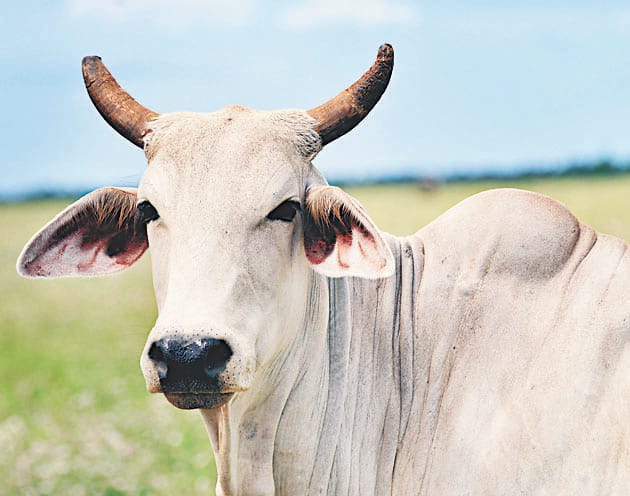 Bought cow catcher worth Rs 33 lakh for fear of falling gazes
