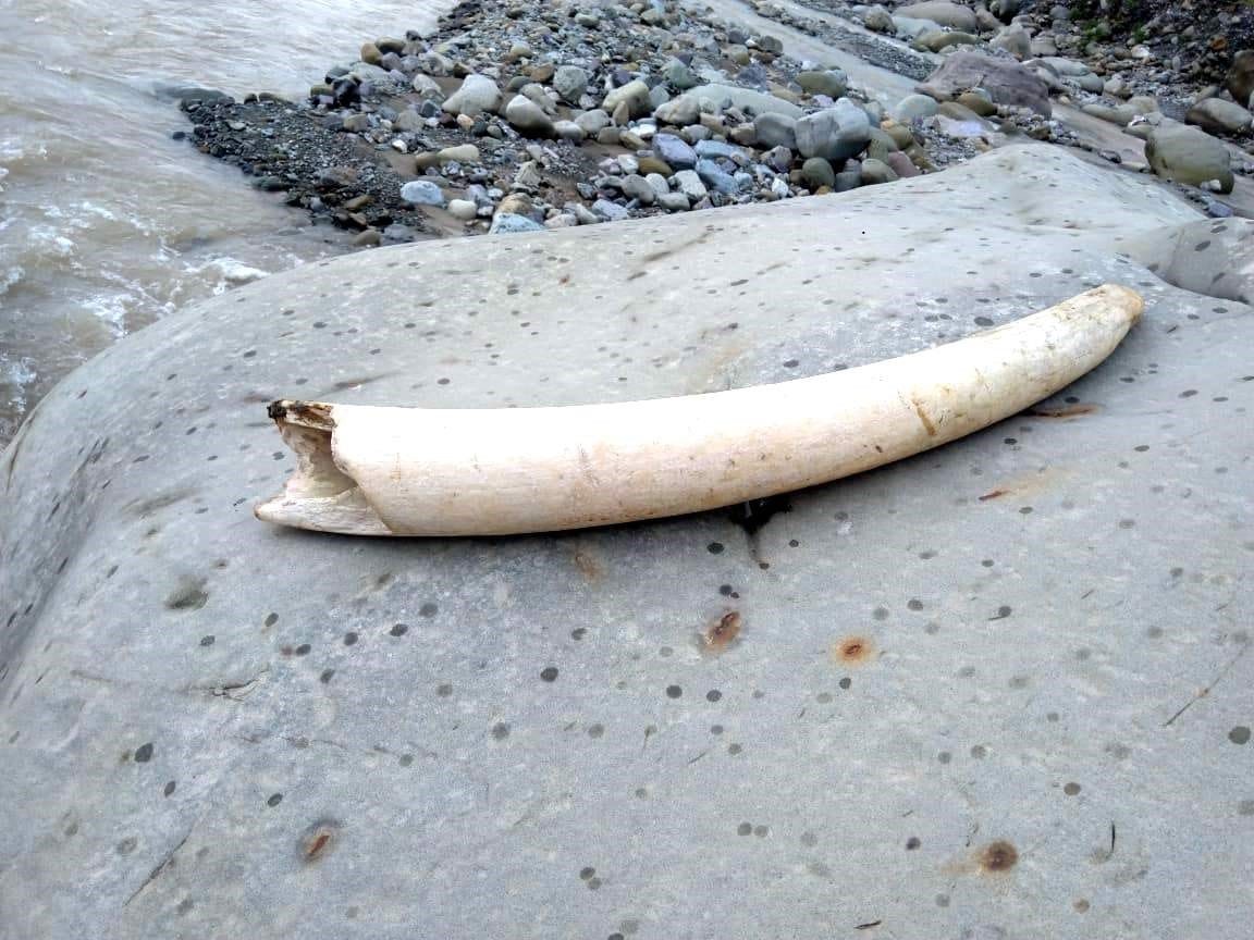 Precious teeth of elephant found in Malan river kotdwar uttarakhand
