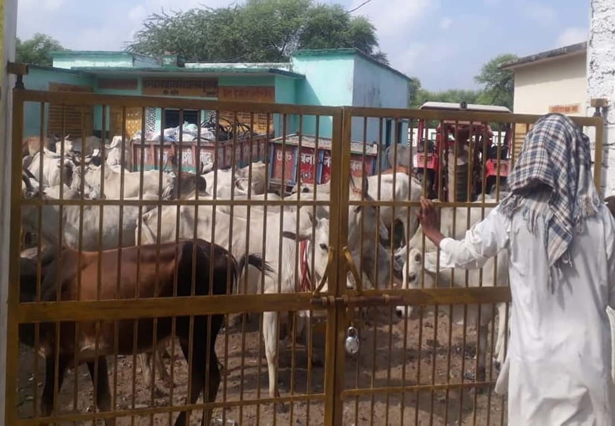 farmers closed cattle at school in jalaun up