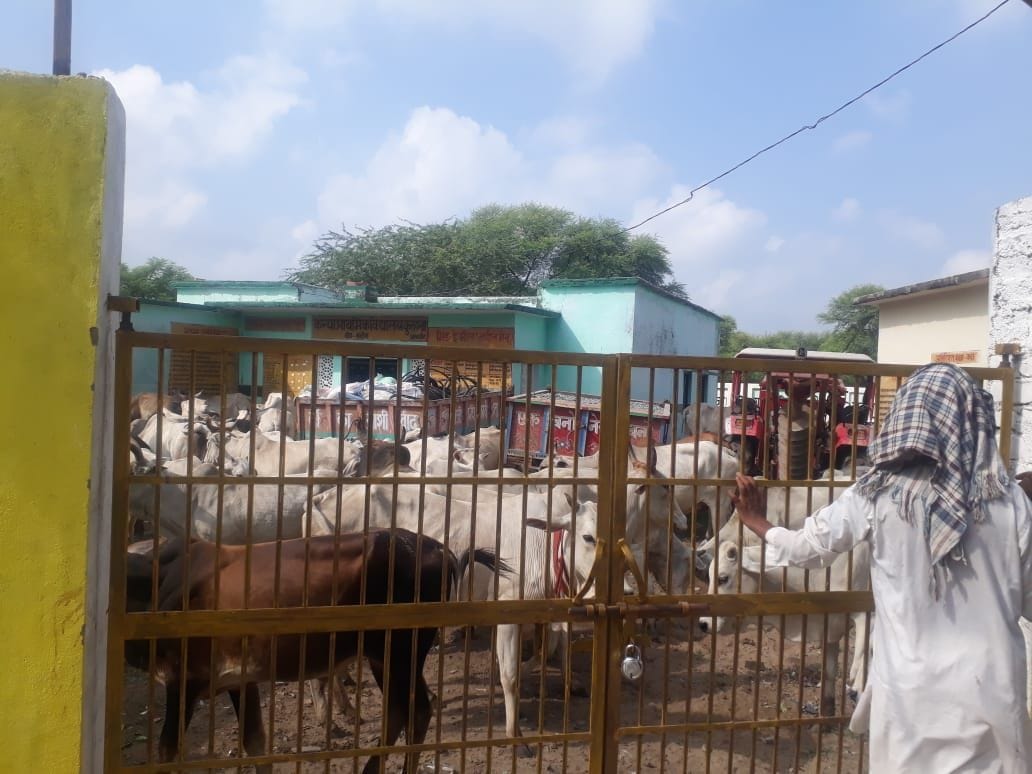 Anna cattle closed primary school, ruckus
