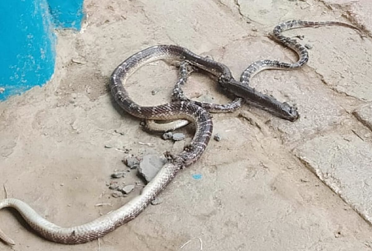 Women died due to bite by two snakes in Gorakhpur