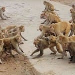 फाइल फोटो