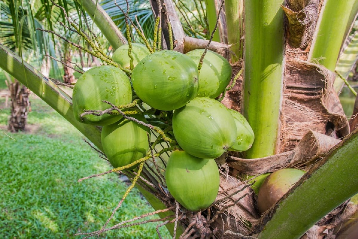 disadvantages of drinking coconut water