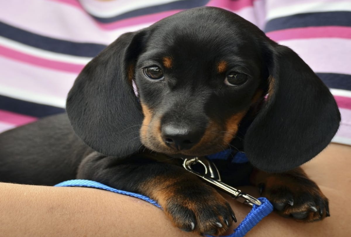 lady commits suicide in love of dog in Tamil Nadu