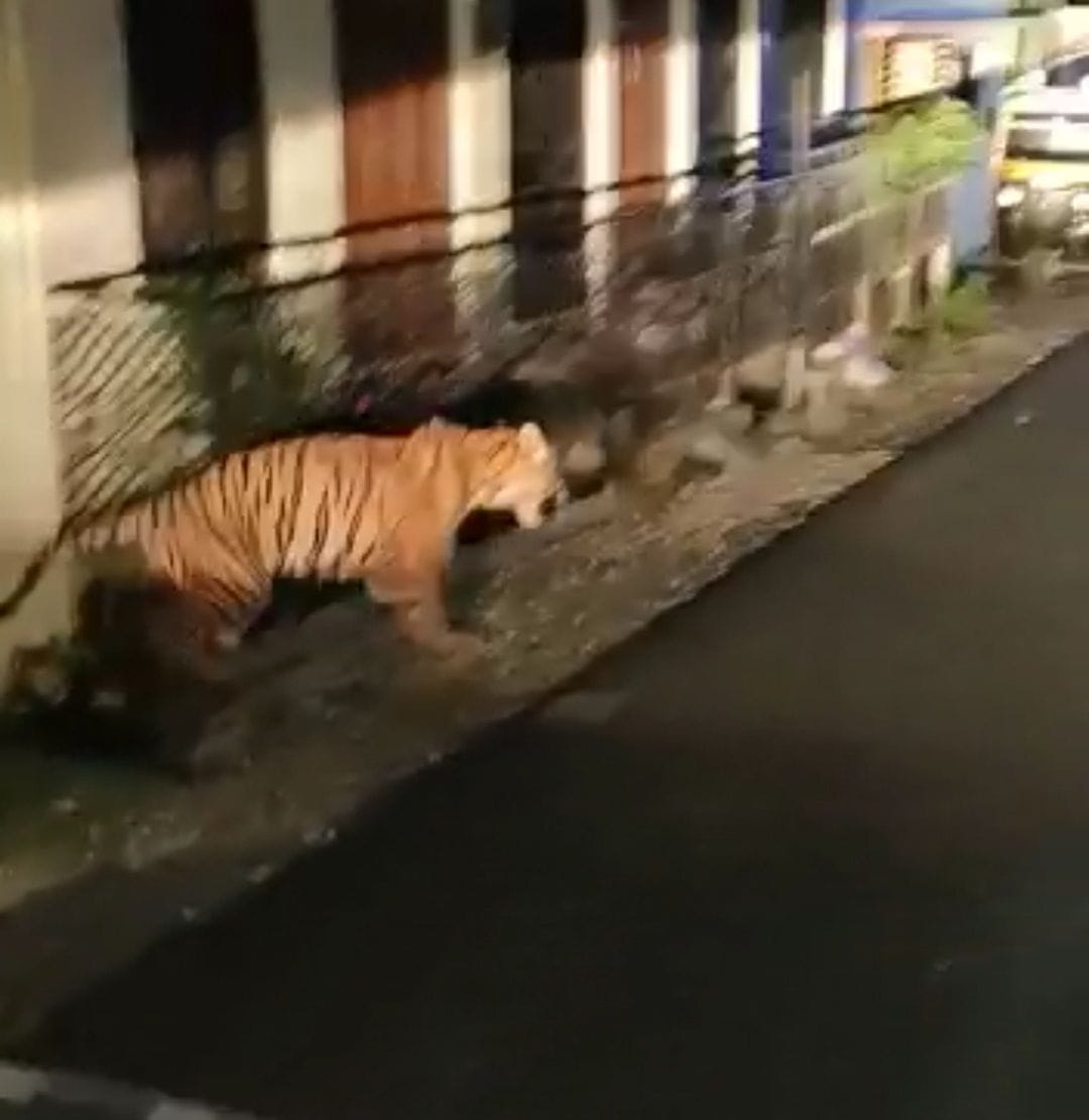 Tiger comes in the populated area of Ramnagar, people run to save lives