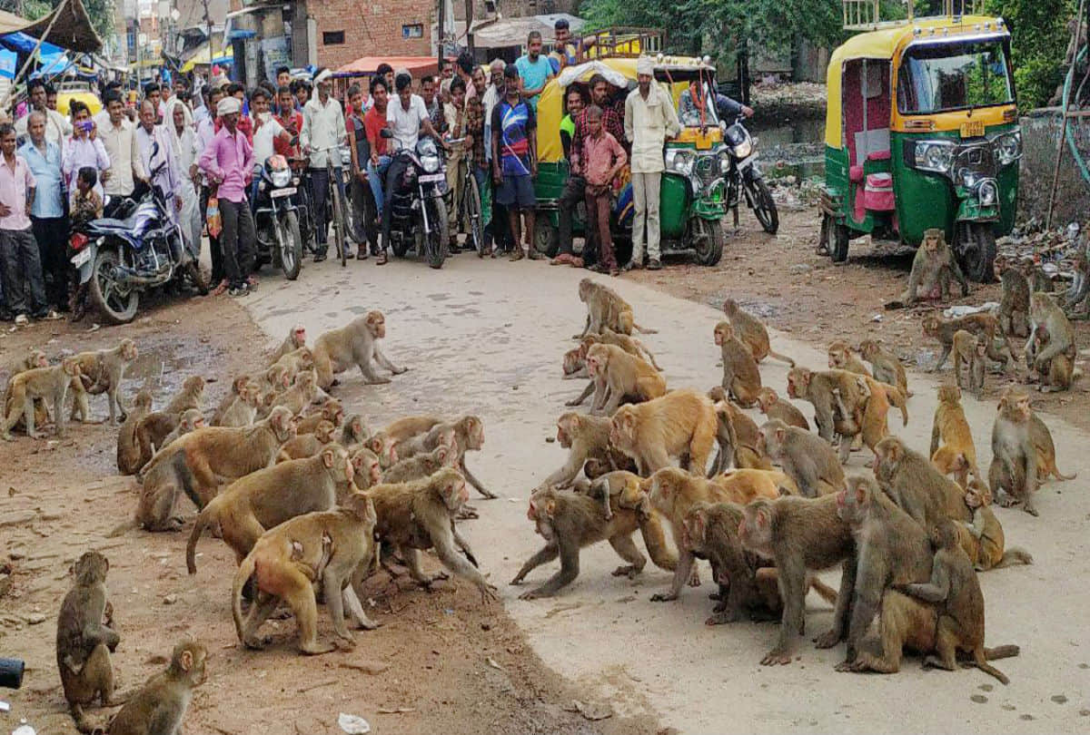 fight of monkeys on the road in bah agra