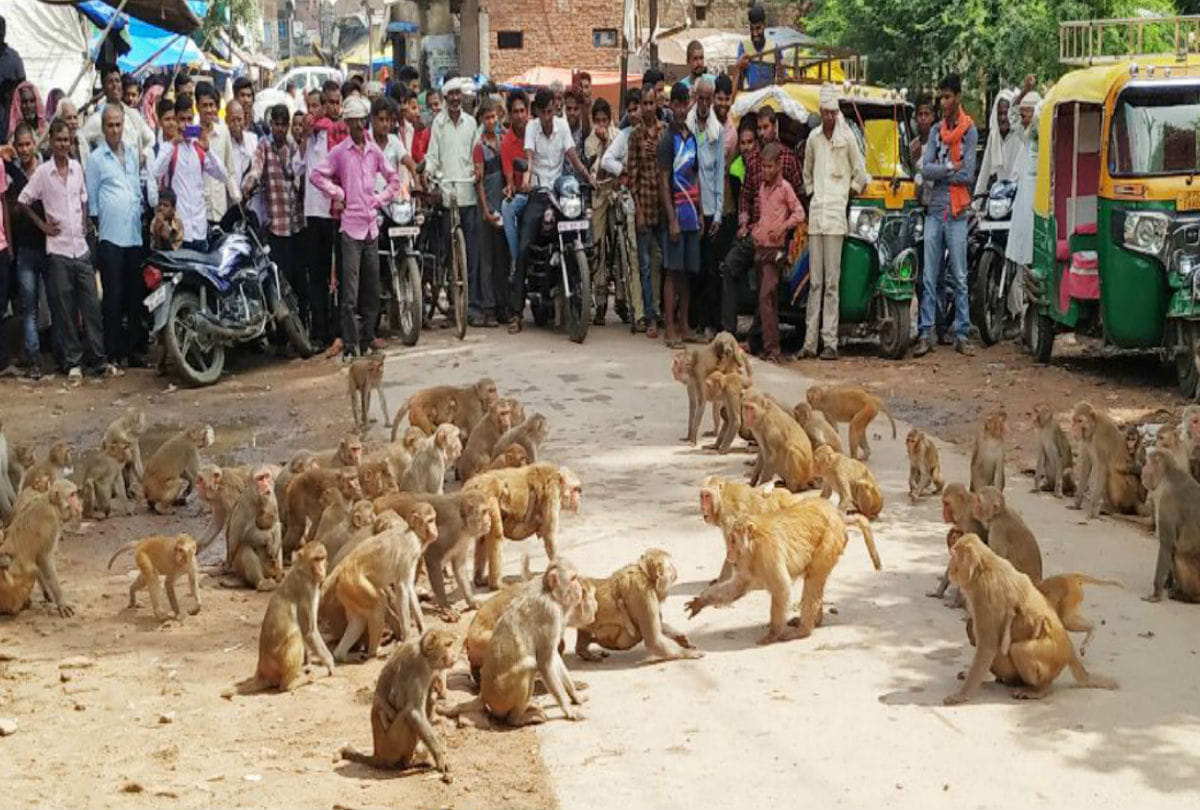 fight of monkeys on the road in bah agra