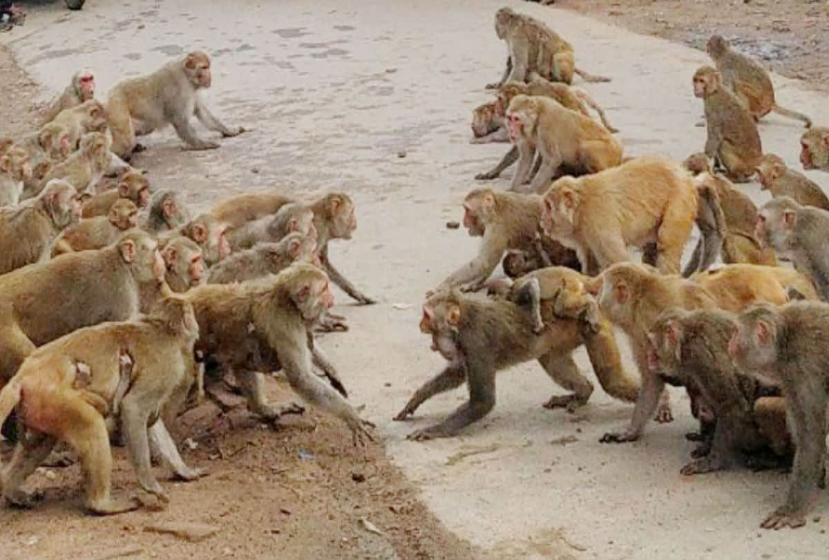 mathura mp hema malini raised monkey terror issue in loksabha