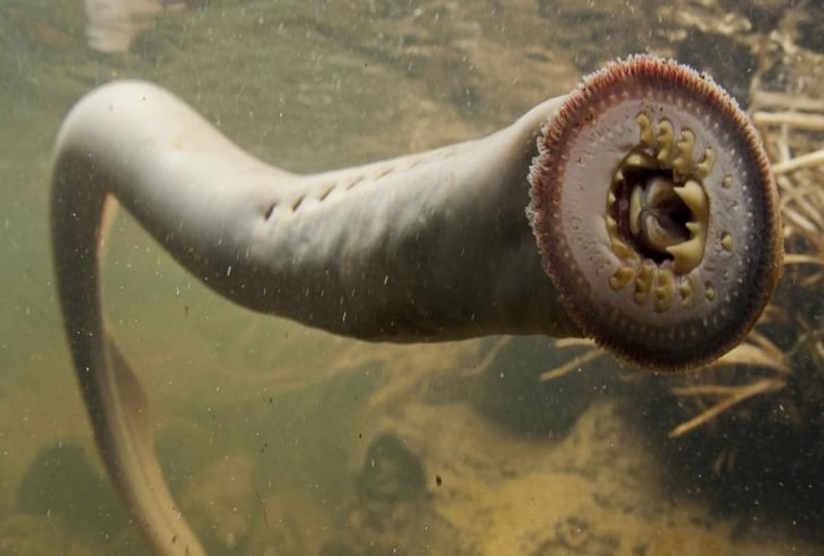 know about weird creature in the world