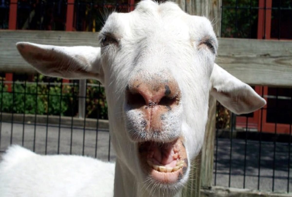 Goat entered the judge bunglow, police kept all night in police station in Morena Madhya Pradesh