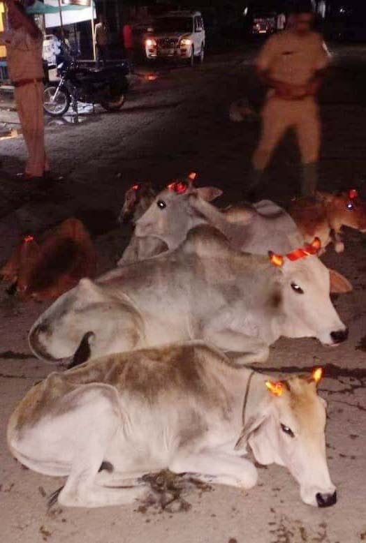 Police applying radium in strings of stray animals