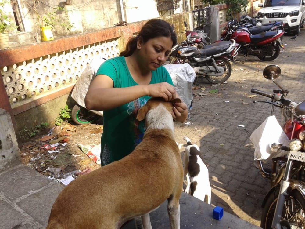 actress mala give shelter to hungry and sick dogs of street