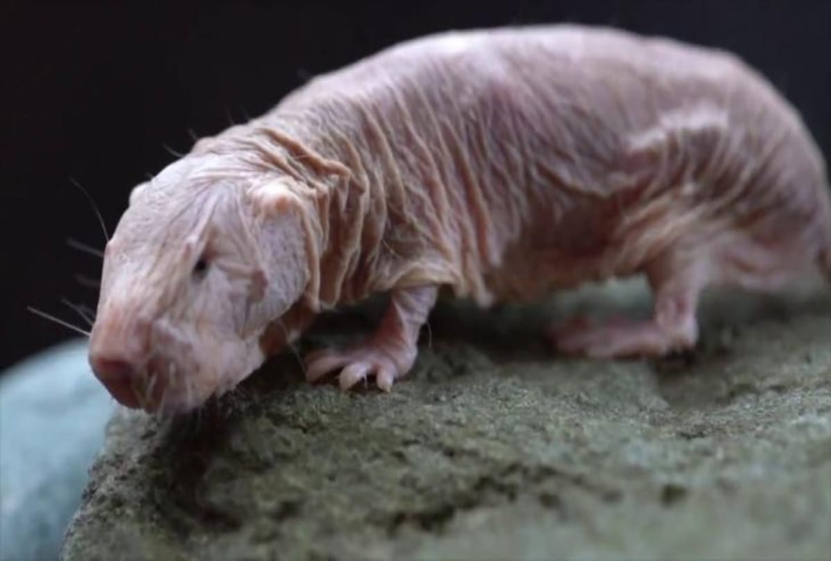 know about weird creature in the world