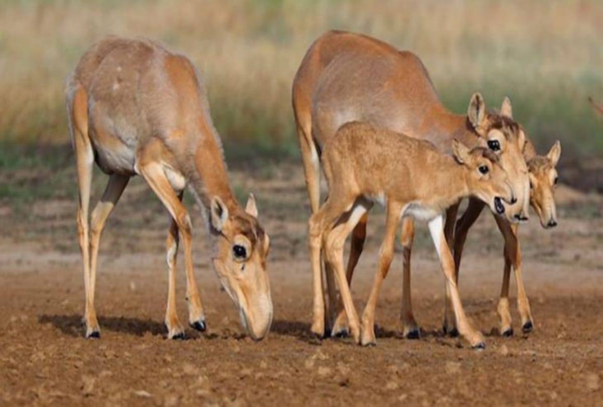 know about weird creature in the world