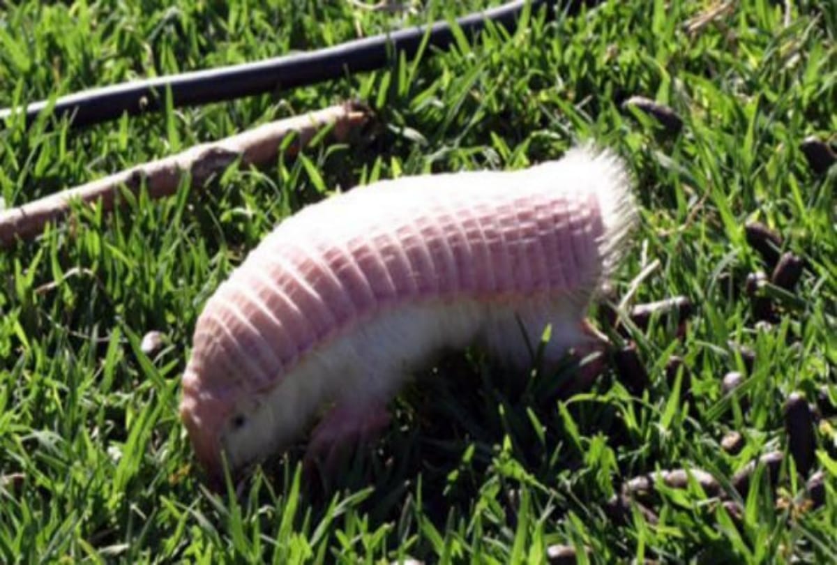 most weird creatures in the world which look shocked you