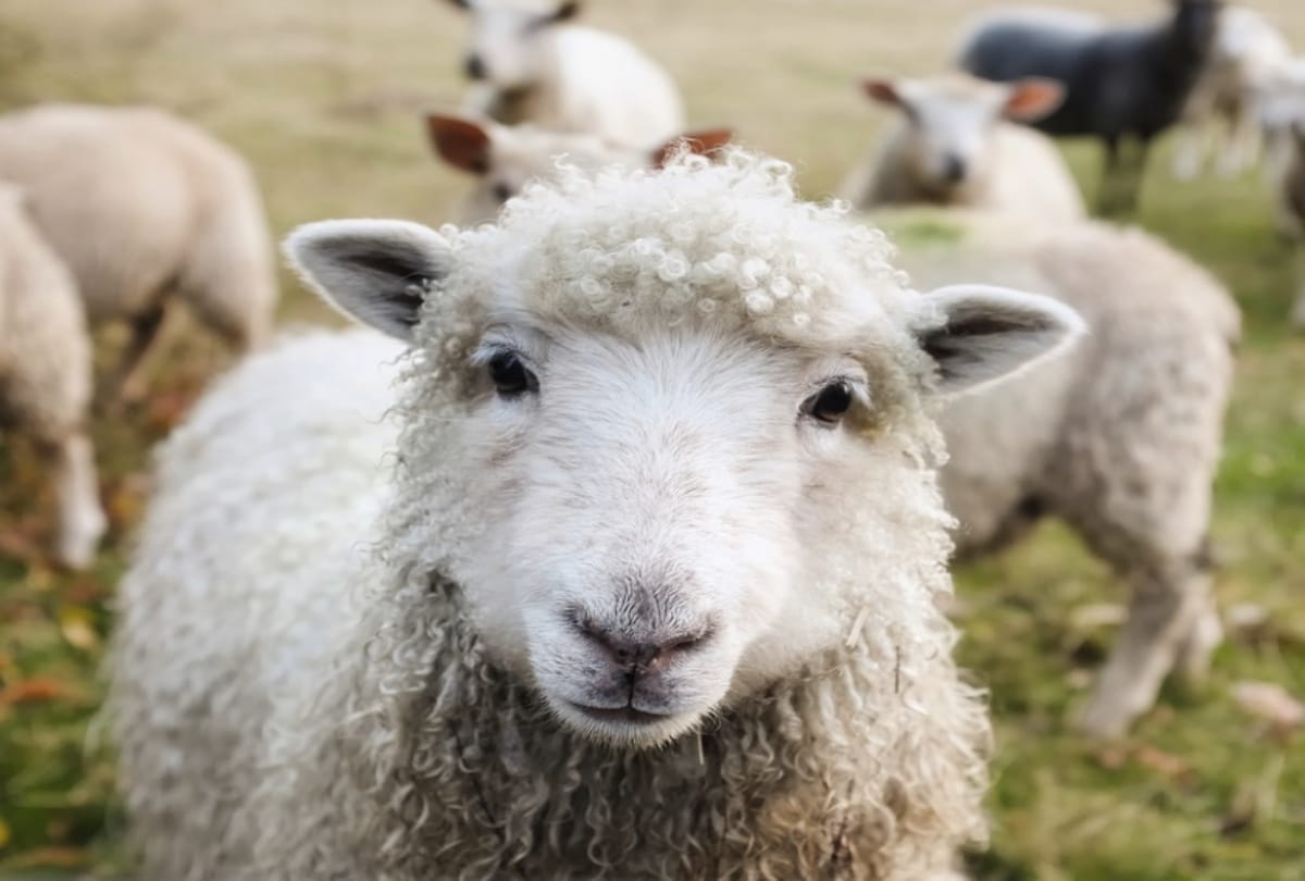 these animals gives you lucky cue