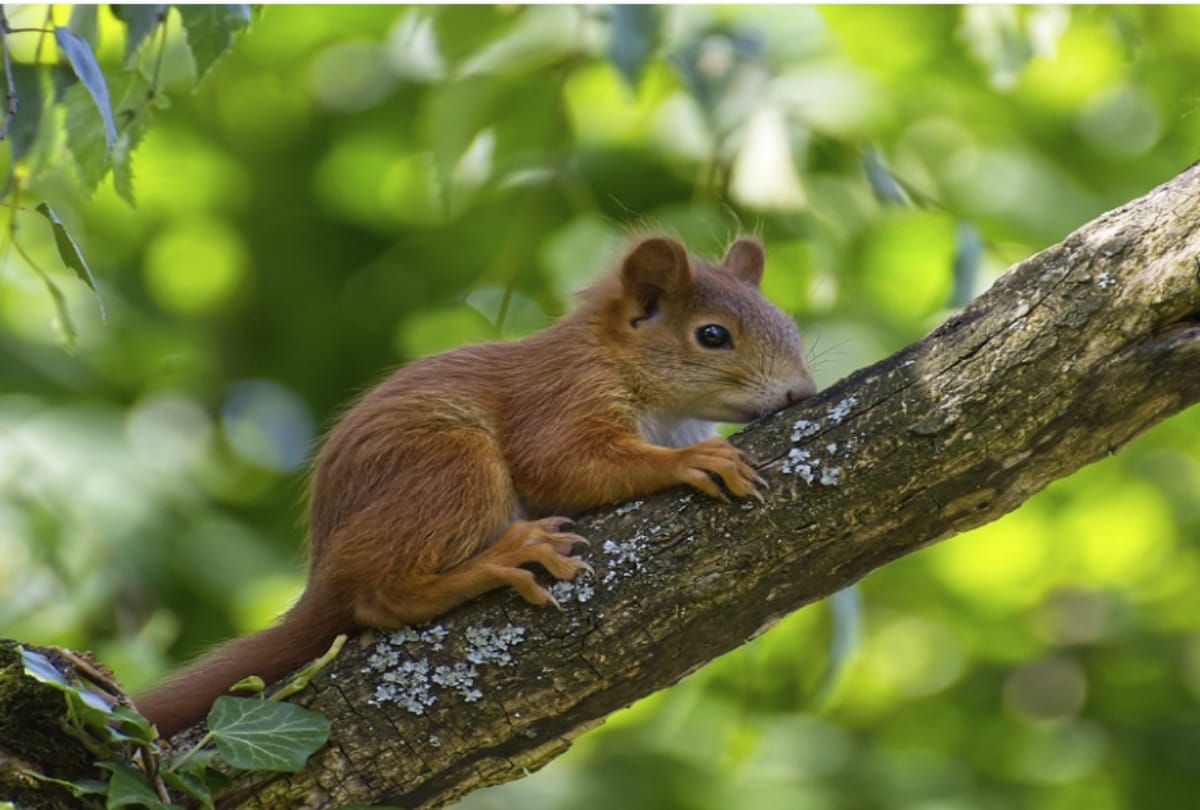 these animals gives you lucky cue
