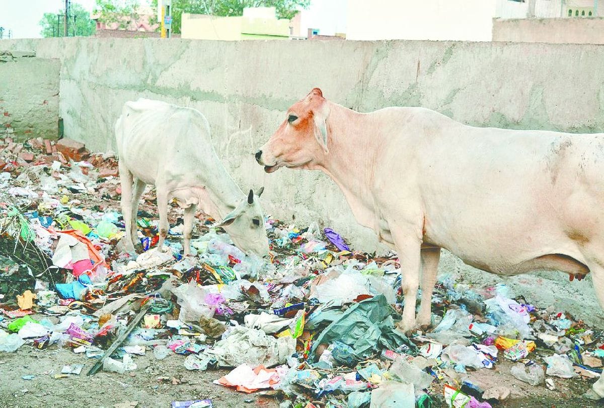 Cow Eat polythene in mathura People Demands from Pm Modi