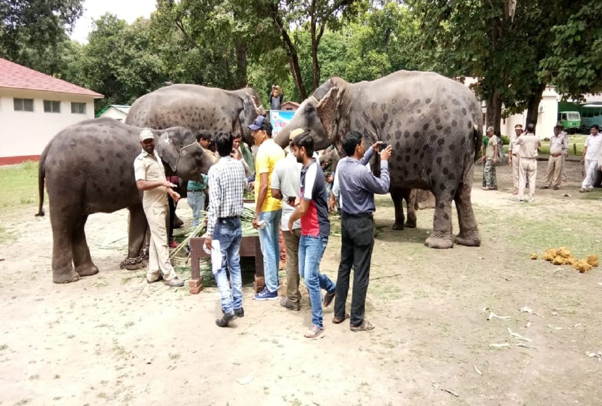 Dudhwa Tiger Reserve closing ceremony of health camp for Elephants