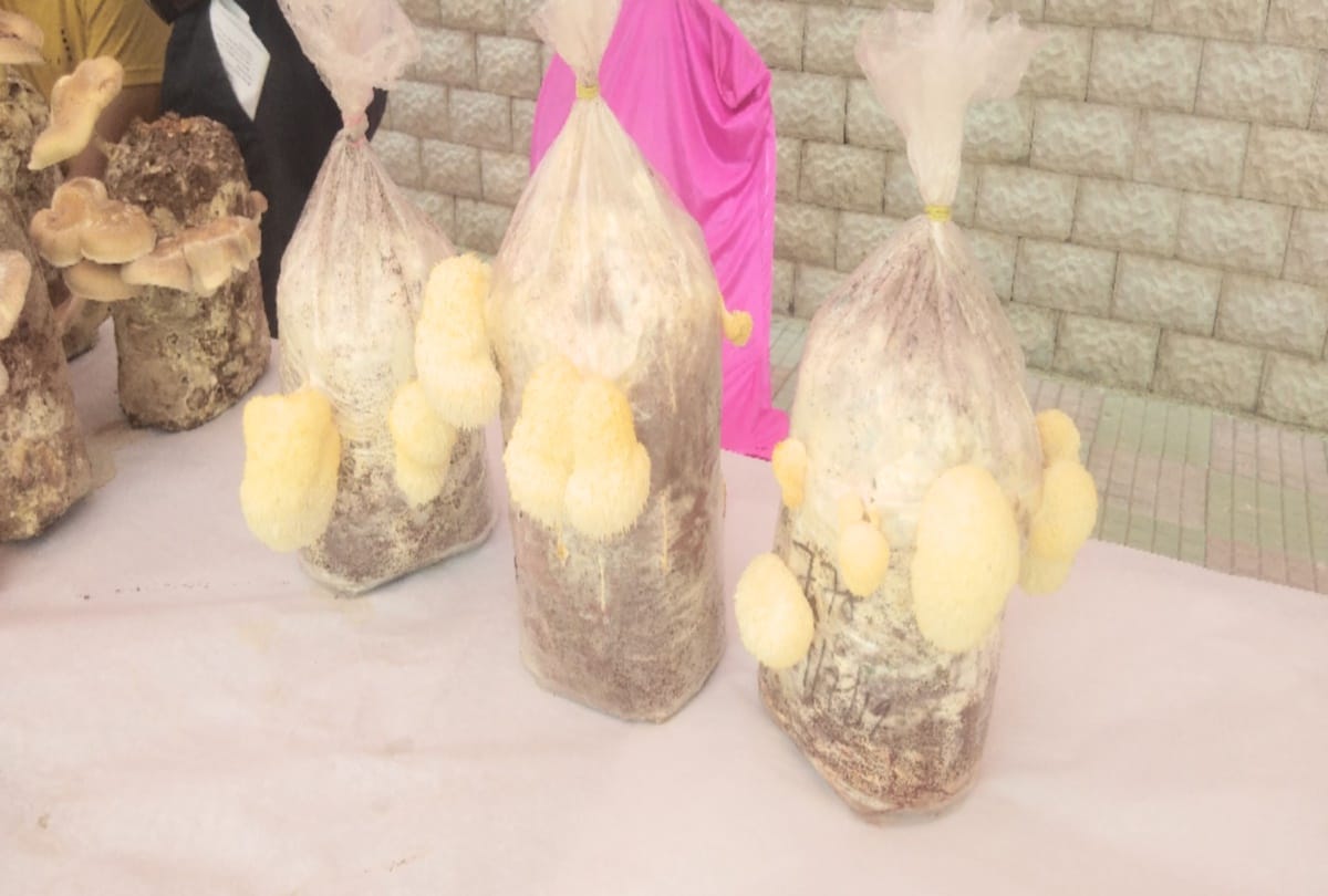 New Hiracium mushroom will increase memory, will open brain veins