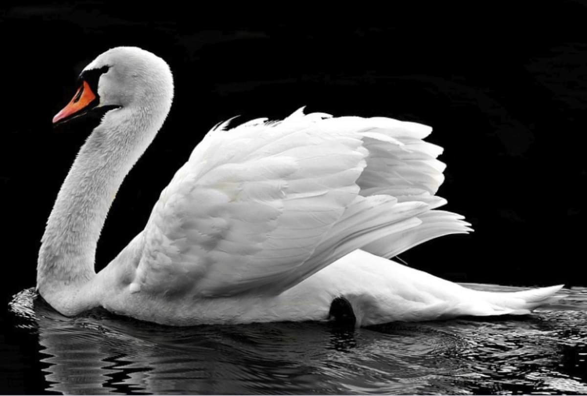 By placing these pictures at home according to the directions love increases in your family