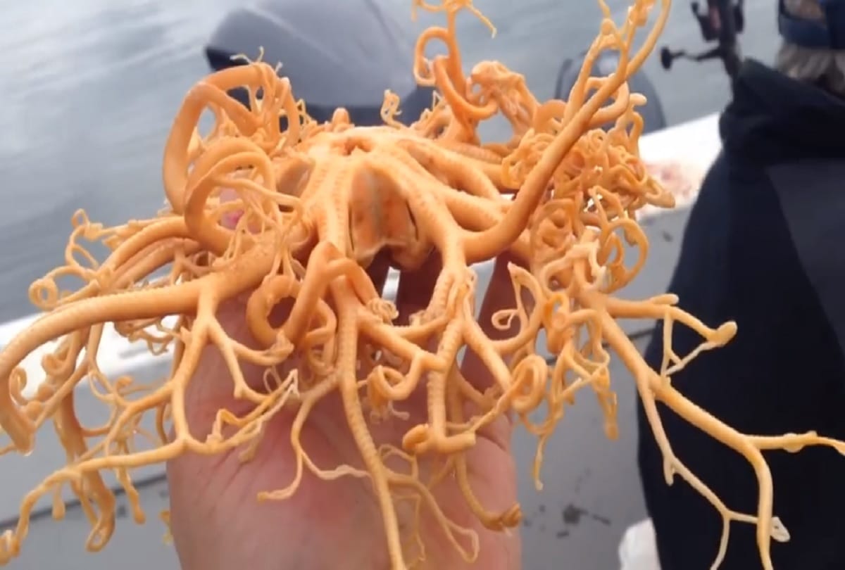 Alien like sea creature found in alaska video viral on social media
