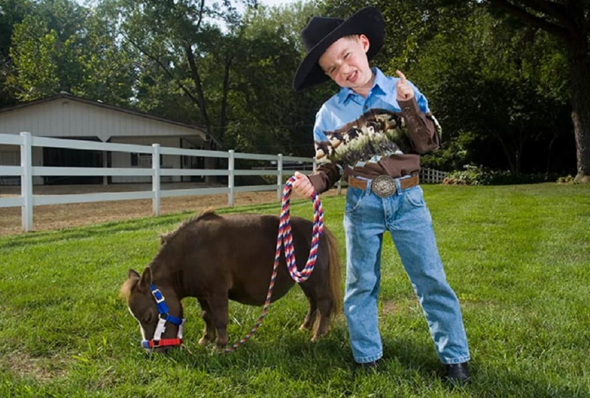 Smallest Horse in the World That shorter than a Normal Height Donkey