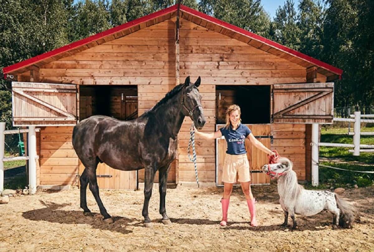 Smallest Horse in the World That shorter than a Normal Height Donkey