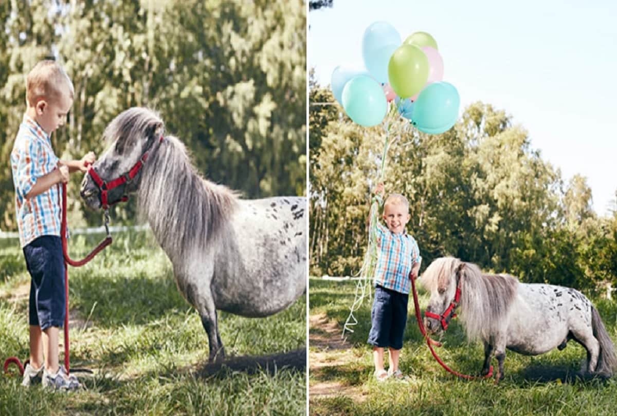 Smallest Horse in the World That shorter than a Normal Height Donkey