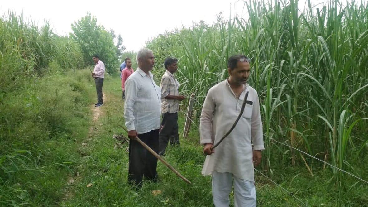 Leopard spotted in the forest of Mojizabad Nangal