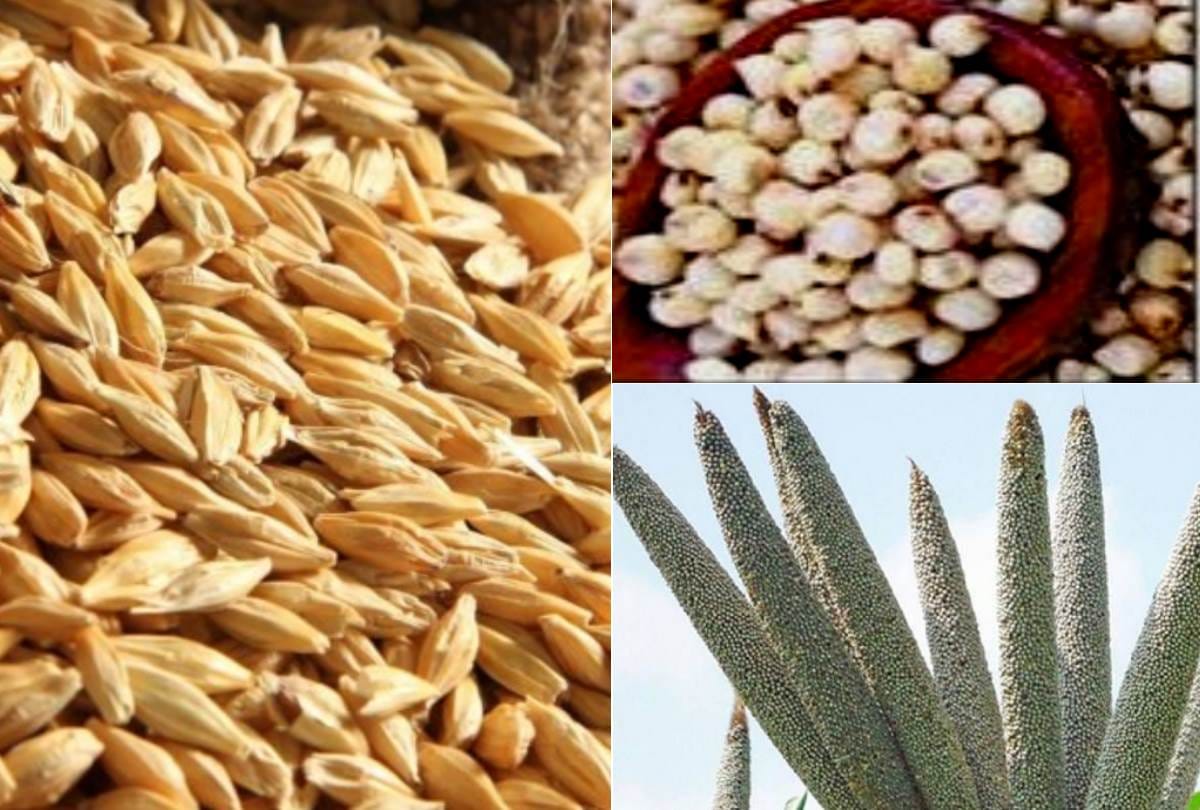 oats and barley are beneficial for health