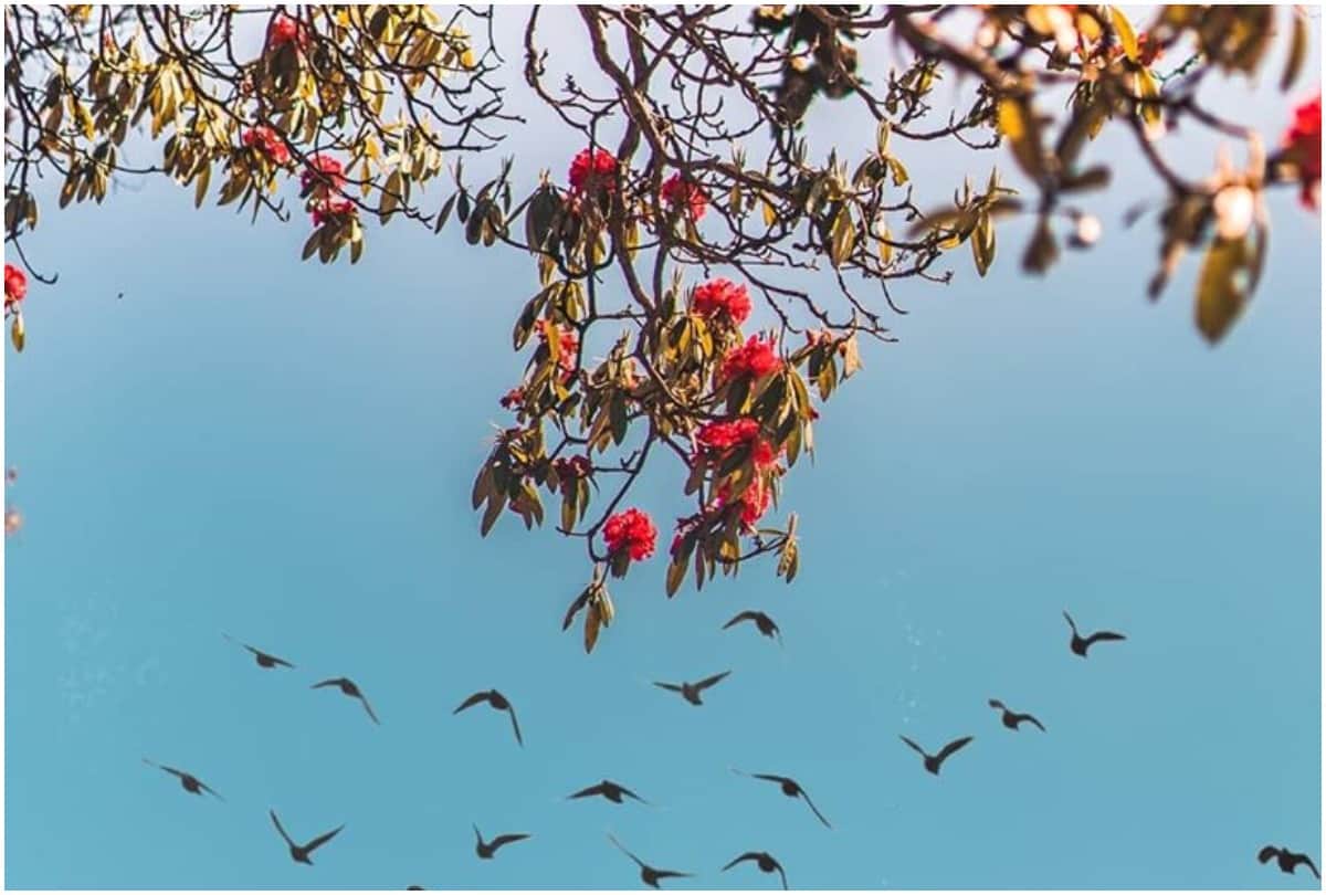 Beautiful place near kullu manali for celebrate new year with snowfall