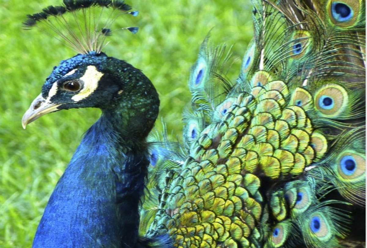 vastu tips benefits of peacock feather in home