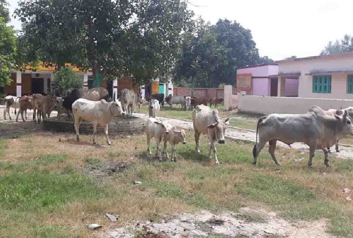 Villagers closed cattle's in junior school at unnao