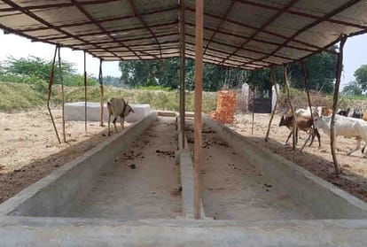 Villagers closed cattle's in junior school at unnao